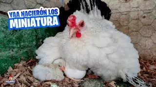 YAAA Nacieron los Pollitos MINIATURA 🐣