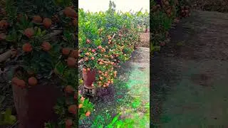 #короткоевидео #тренды #трендовыекороткие