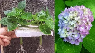 The method of growing hydrangeas from cuttings from water, few people know