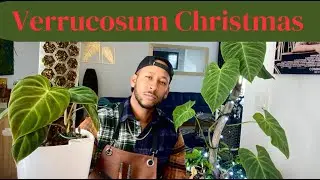 Philodendron Verrucosum Varieties & Care
