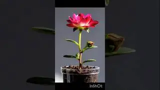 How To Grow portulaca #shorts