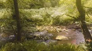 Sophie Woodhouse - Forest Nymph (slowed)