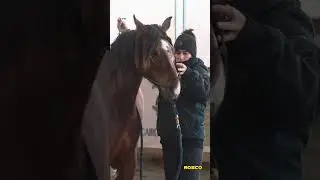 COLT SART NATURALLY - DAY 1 #parelli #naturalhorsemanship #coltstartnaturally #coltstarting