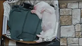 cute baby puppy funny video, viral dog's video, German shepherd dog funny video