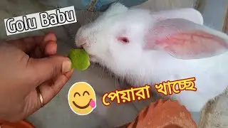 cute rabbit eating guava /golu eating পেয়ারা/ @growlife @animalplanet1896