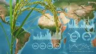 Global Rice Market, May 2025