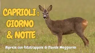 Caprioli: giorno & notte nel Parco Oglio Sud (riprese di D.Meggiorini)