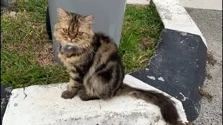 Kucing Parsi Malaysia (Kucing Parsi Paling Comel)