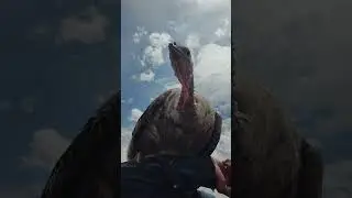 #turkeyhen #homesteading #turkeys #turkeysounds #bird #smallfarm #offgrid #offgridfarm #trending