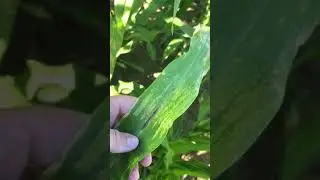 Physoderma Brown Spot in Corn