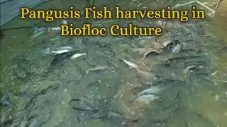 Pangusis Fish Harvesting in Biofloc Culture #bioflocculture #harvesting #pangusisFish #Apollofish .