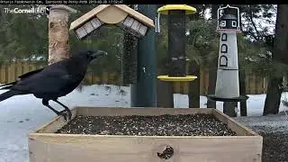 Crows Dance and Display on the Feeder | Cornell Lab | Ontario FeederWatch Cam, Powered by Perky-Pet®