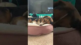 Beagle Baby 💖