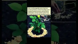 Crushed Eggshells: A Natural Pest Repellent & Soil Booster for Flowers