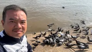 Place pigeon food in Tonle Sap River