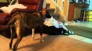 Dog vs. wheels