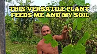 What I Use to Fertilize My Food Forest in Puerto Rico: Introducing Chaya