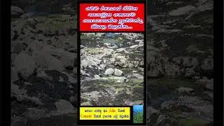Find The Animal 🤔🤔🤔 මෙහි සිටින කෙනාව සොයමු #ytshorts #srilanka #shortsfeed