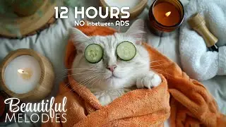 Relaxing Nature Music 🌿 Soothing Guitar, Flute & Piano for Cats & Humans | Calm & Peaceful Vibes