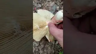 Huge Red Russulas  #mushroomlife #nature