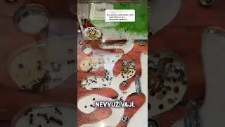 Odpověď na dotaz ohledně formik&aacute;ria od AntsPark