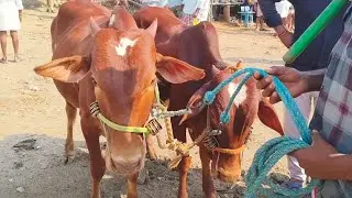 Milkteeth Kurmathi bull's price | Yemmiganur Market video's 