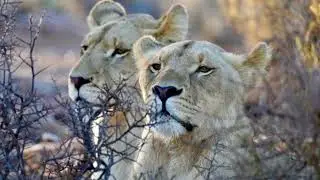 African Safari at Mont Eco Private Game Reserve & Home to Africa big 5 animals