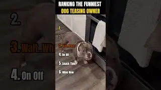РЕЙТИНГ САМЫХ СМЕШНЫХ ХОЗЯЕВ, КОТОРЫЕ ДРАЗНЯТ СОБАК 😅🐶 | Почему собаки специально дразнят своих х...