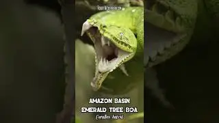 🐍 Massive Amazon Tree Boa Teeth Unveiled 🐍