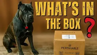 Обзор корма для собак Foundation Raw Dog Food | Распаковка и кормление моих кане корсо на ifeedra...