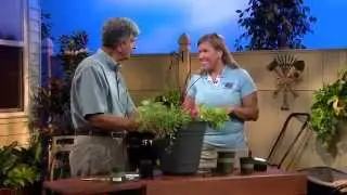 Central Florida Gardening - Creating a Container Garden