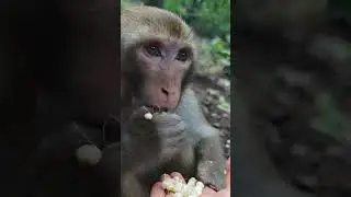 monkey eating corn 🌽 grains #foryou #TikTokViral #funny #animals #fyp #viralshort #ytviral #ytshorts
