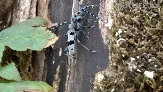 Pair of Rosalia longicorns climbing up a Beech tree whilst mating, Upper Bavaria, Germany, August.