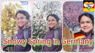 frozen spring flowers - cherry blossoms गर्मी की जगह बर्फ क्यों आ गयी? जर्मनी में सब फूल जम गए