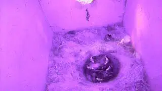 Great Tit nest Cam - day 7 since hatching
