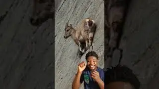Unbelievable Climbing Skills!  Watch this Ibex defy gravity on the side of a building!#wildlife