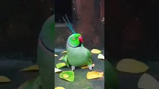 mummy papa talking parrot 🦜🦜🦜🌿🌿 #parrot #petbird #nonstoptalkingparrot #talkingbird #talkingparot