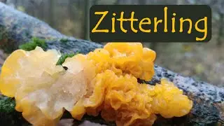Goldgelb und wertvoll - Der Goldgelbe Zitterling | mit Martin Maschka