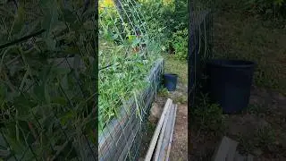 COLD FRAME A WINNER! #farmlifebestlife #homestead #offgrid  #garden #gardening #raisedbedgarden