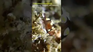Colpodaspis #seaslug #tulamben #scubadiving