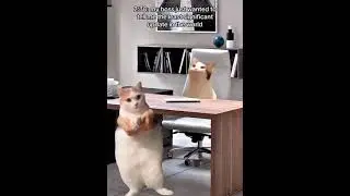 A Day in the Office Life: 9-5 Struggles (Cat Meme)