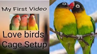 Love birds Cage Setup | My First Video on YouTube | MRK Vision Hub | For beginners 