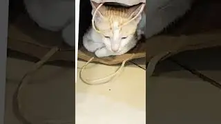 #my #fostercat #best #place #tosleep #india #dairy