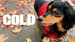 Way too cold for this Mini Dachshund 😲#dieseltheminidachshund