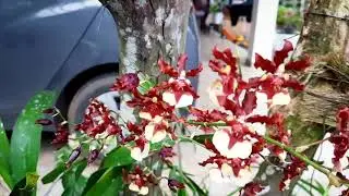 Oncidium sherry baby and oncidium sphacelatum | Kandian dancer orchid | dancing lady orchid |M&K