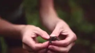 Realm of the Reptile - Brand Video