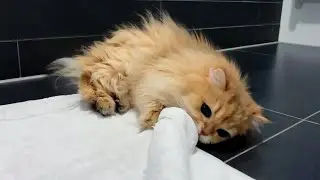 The Ultimate Battle: Cat Vs Carpet