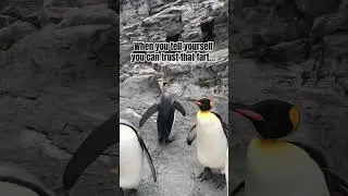Penguin #penguin #wildlifehumor