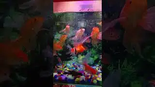 My all fishesh 🐠