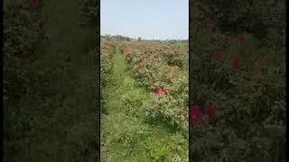 My village Rose farm#shorts#ytshort#short#viral
